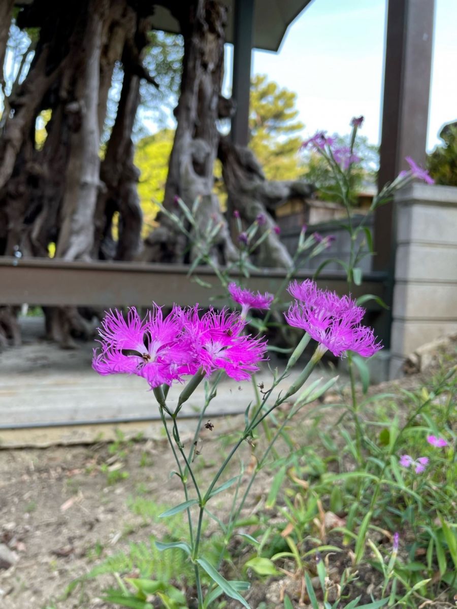 なでしこ様 馬場吉久先生から種をいただいた撫子（なでしこ）が、可憐な花を咲かせ