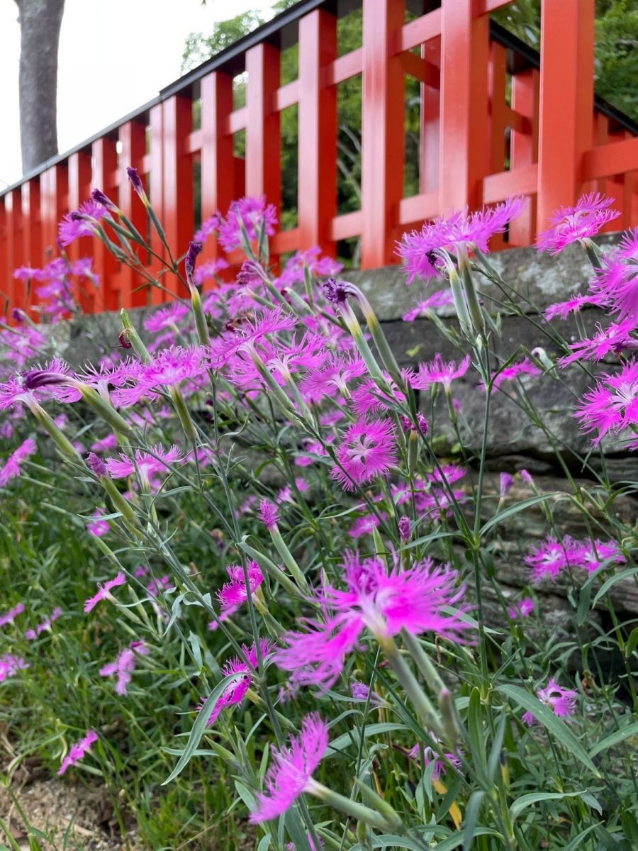 馬場吉久先生から種をいただいた撫子（なでしこ）が、可憐な花を咲かせ