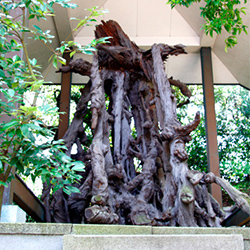 大正10年に和歌山市高松 から移された「鶴松」。14世紀初頭には、7本の大きな根上り松が当神社のご神体だったとされる。