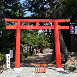 衣を通して輝く美女、当神社の祭神「衣通姫尊(そとおりひめのみこと)」の名を持つサクラ。