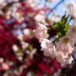 ソトオリヒメ桜