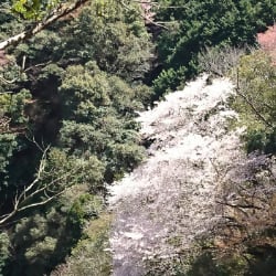 1688年、芭蕉が吉野・高野山・和歌の浦を訪れた折の作。