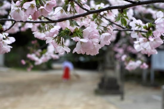 衣通姫桜