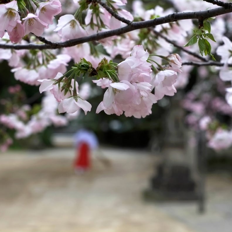 衣通姫桜