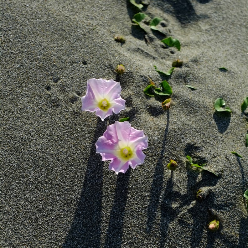 浜昼顔