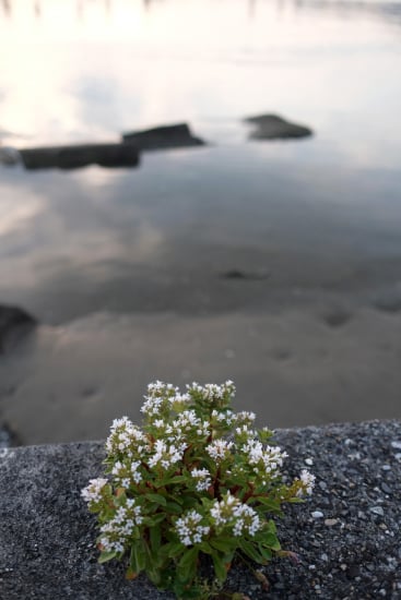 浜払子